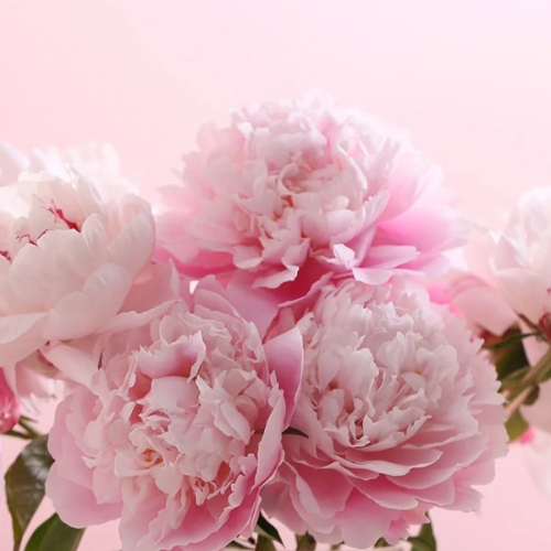 NAY Blooms