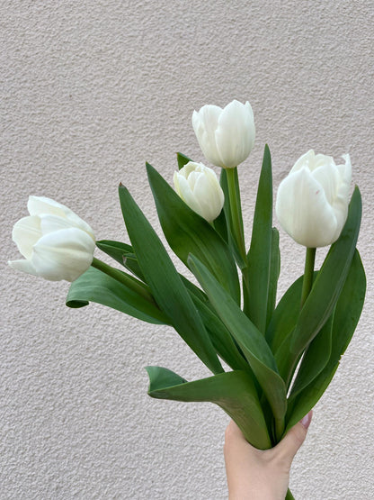 Hoa Tulip Màu Trắng