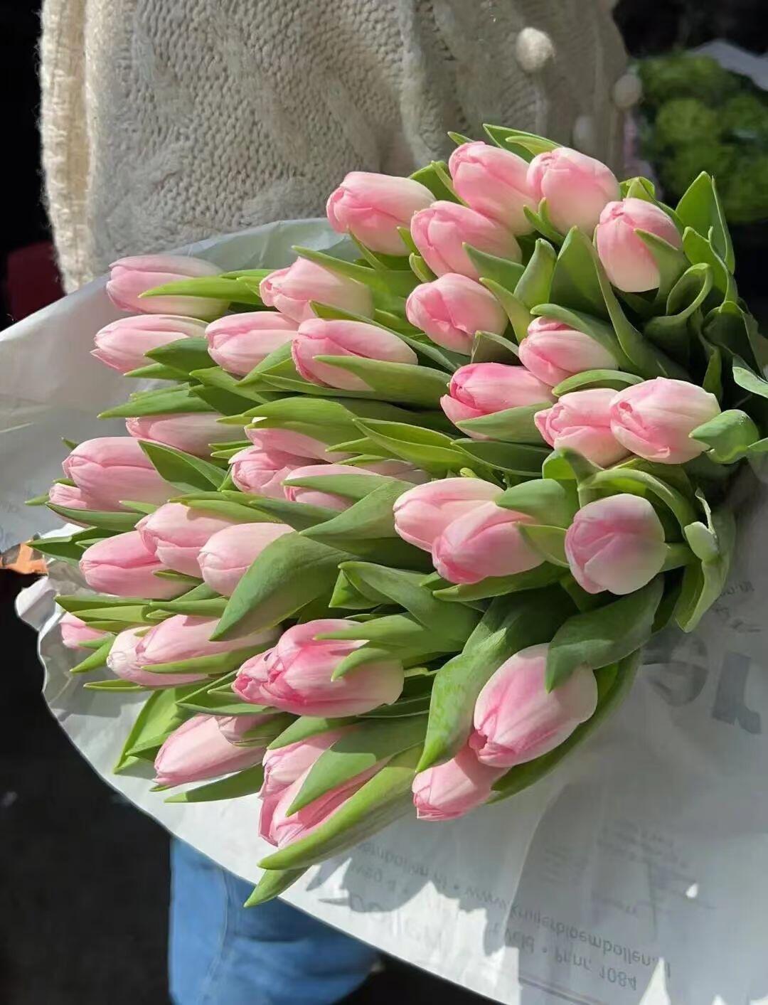 Hoa Tulip Màu Hồng