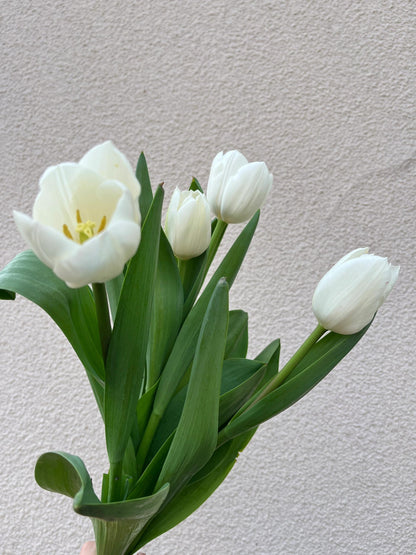 Hoa Tulip Màu Trắng