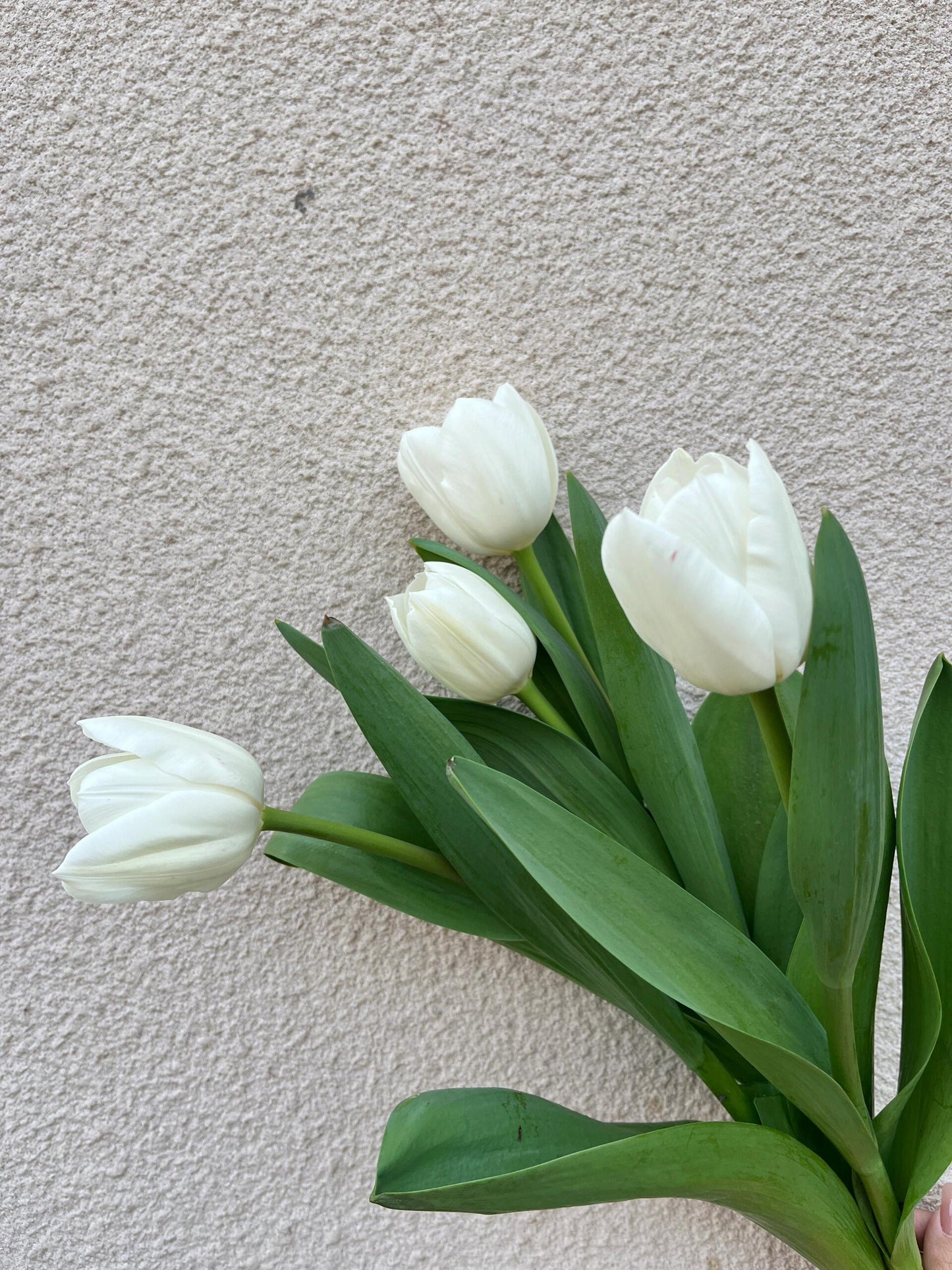 Hoa Tulip Màu Trắng